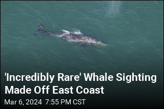 &#39;Extinct&#39; Gray Whale Seen Off Nantucket