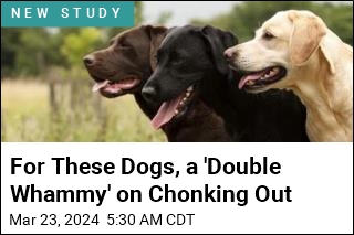 Think Your Lab Is Too Chunky? There&#39;s a Reason