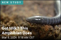Got Milk? This Amphibian Does