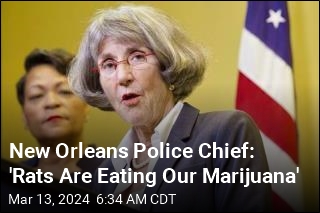 New Orleans Police Chief: 'Rats Are Eating Our Marijuana'