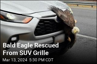 Bald Eagle Rescued From SUV Grille