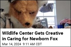 Wildlife Center Gets Creative in Caring for Newborn Fox