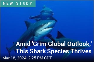 These Sharks Don&#39;t Seem to Mind Global Warming