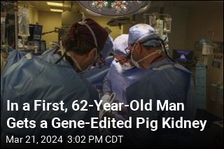 Medical Milestone: Pig Kidney Transplanted Into Human