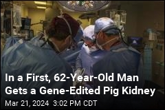 Medical Milestone: Pig Kidney Transplanted Into Human