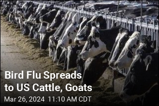 Bird Flu Spreads to US Cattle, Goats