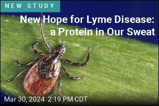 Natural Protection From Lyme May Be in Our Sweat
