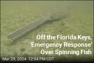 Off the Florida Keys, &#39;Emergency Response&#39; Over Spinning Fish