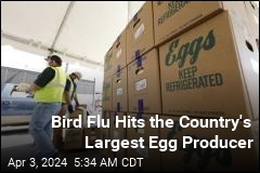 Bird Flu Hits Largest Fresh Egg Producer in US