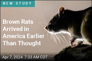 Brown Rats Arrived in America Earlier Than Thought