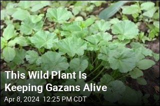 This Wild Plant Is Keeping Gazans Alive
