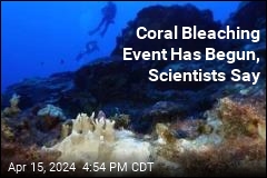 Coral Bleaching Event Could Be the Worst: Experts