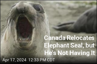 Canada Relocates Elephant Seal, but He&#39;s Not Having It