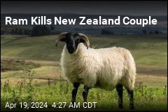 Ram Kills New Zealand Couple