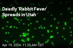 Deadly &#39;Rabbit Fever&#39; Spreads in Utah