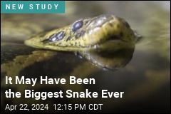 It May Have Been the Biggest Snake Ever