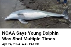 NOAA Offers $20K Reward for Dolphin Killer