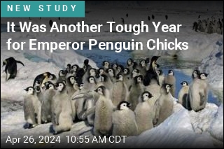 It Was Another Tough Year for Emperor Penguin Chicks