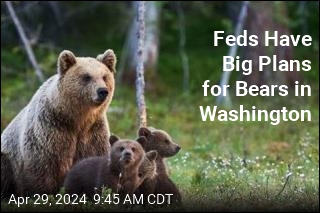 Grizzlies Will Catch a Chopper to Help Repopulate Washington State