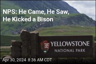 Man Accused of Kicking Bison in Yellowstone