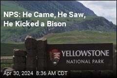 Man Accused of Kicking Bison in Yellowstone