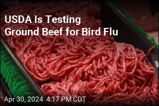 USDA Is Testing Ground Beef for Bird Flu
