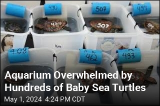 Aquarium Adorably Swamped by 500 Needy Baby Turtles