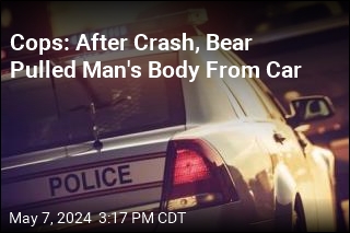 Cops: Bear Dragged Man&#39;s Body From Car After Crash