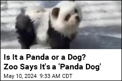 Dyed Dogs Cast as &#39;Pandas&#39; at Chinese Zoo