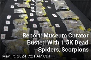 US Museum Curator Accused of Spider Smuggling in Turkey