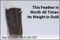 This Feather Is Worth 40 Times Its Weight in Gold