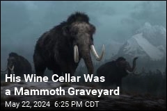 Man Renovating Wine Cellar Finds Mammoth Bones