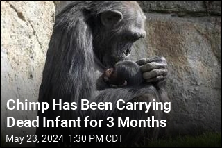 Chimp Has Been Carrying Dead Infant for 3 Months