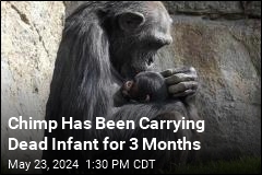 Chimp Has Been Carrying Dead Infant for 3 Months