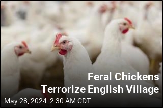 Feral Chickens Terrorize English Village