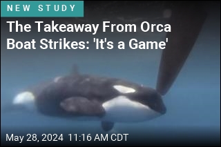 The Takeaway From Orca Boat Strikes: &#39;It&#39;s a Game&#39;