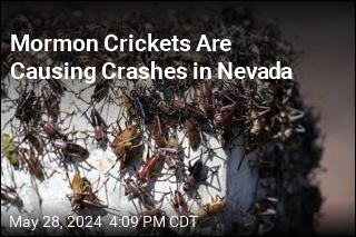 Mormon Crickets Are Making Things Messy in Nevada