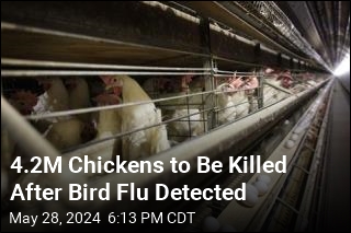 Farm&#39;s Bird Flu Outbreak Is America&#39;s Worst in 2 Years