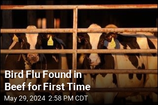 Bird Flu Found in Cow Sent to Slaughter