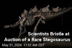 Scientists Bristle at Auction of a Rare Stegosaurus