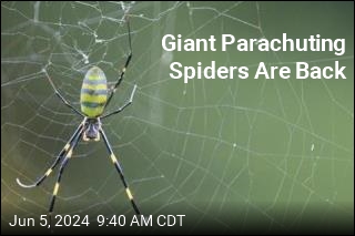 Giant Parachuting Spiders Will Be Summering in NY, NJ