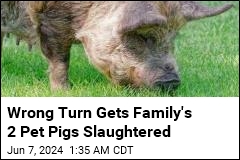 Address Mix-Up Gets Family&#39;s 2 Pet Pigs Slaughtered