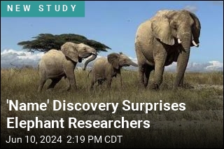 Elephants Seem to Call Each Other by Name