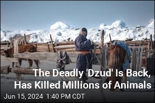 The Deadly &#39;Dzud&#39; Is Back, Has Killed Millions of Animals