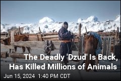 The Deadly &#39;Dzud&#39; Is Back, Has Killed Millions of Animals