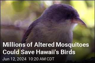 Mosquitoes Doomed the Birds. Now, They Could Be a Lifeline