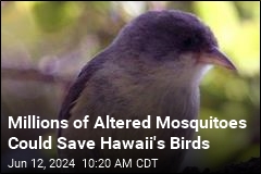 Mosquitoes Doomed the Birds. Now, They Could Be a Lifeline