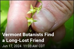 Vermont Botanists Find a Long-Lost Friend