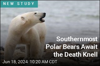 Southernmost Polar Bears Await the Death Knell