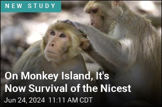 On Monkey Island, It&#39;s Now Survival of the Nicest